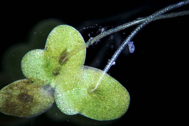 lemna genus of free-floating aquatic duckweed plants by microscope - duckweed imagens e fotografias de stock