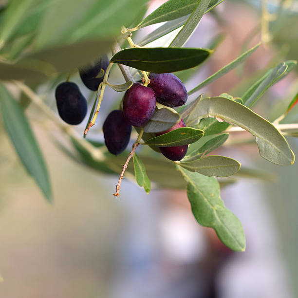 istock Olive tree branch with black berries. Square crop 614443646