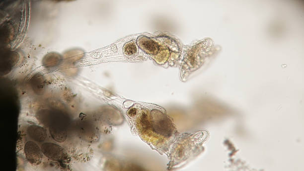 Group of freshwater Rotifer or Rotifera, wheel animals. Bentic microorganism Group of freshwater Rotifer or Rotifera, commonly called wheel animals. Bentic organism filtering water by flagella and hunting. Probably Rotaria macrura or Philodina roseola or other rotifera stock pictures, royalty-free photos & images