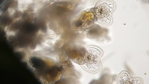 Group of freshwater Rotifer or Rotifera, wheel animals. Bentic organism Freshwater Rotifer or Rotifera, commonly called wheel animals. Bentic organism filtering water by flagella and hunting. Probably Rotaria macrura or Philodina roseola or other rotifera stock pictures, royalty-free photos & images