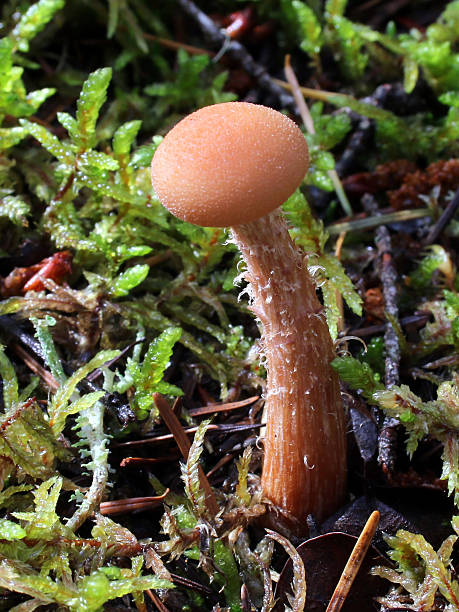 Laccaria laccata Mushroom A single Laccaria laccata mushroom growing in moss laccata stock pictures, royalty-free photos & images