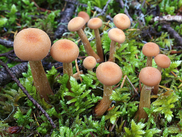 Laccaria laccata Mushrooms A group of Laccaria laccata mushrooms growing in moss laccata stock pictures, royalty-free photos & images