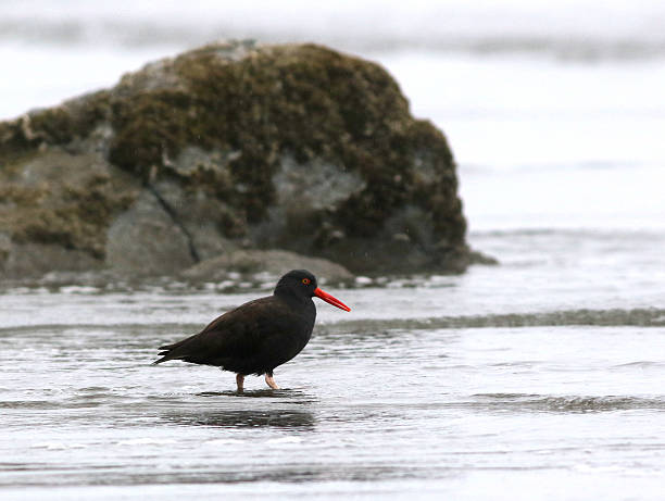 istock Black Oystercatcher on a Beach 614444646