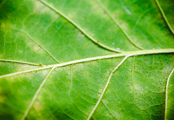 istock Green leaf of oak texture. Closeup. 614446506