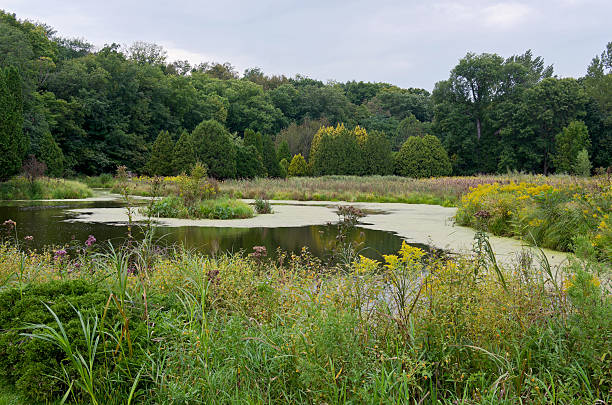Pond Wetlands and Forest in Chaska stock photo
