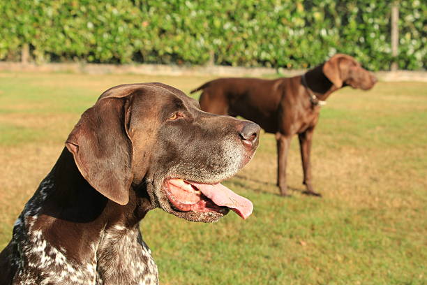 German Shorthaired Pointer stock photo