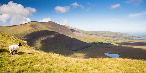 istock Sheep observing Irish mountain landscape 614447548