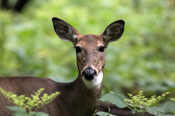 istock Gaze of a doe 614448490