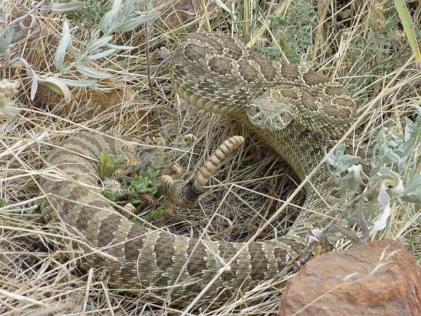 Prairie rattlesnake rattles Mount Falcon Colorado Rocky Mountains With a camouflaged pattern on his scales, a prairie rattlesnake rattles in the tall grass and yuccas near the Turkey Trot trail on Mount Falcon Colorado. morrison stock pictures, royalty-free photos & images