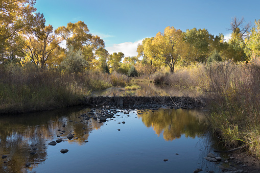 Yellow leaves on cottonwood trees reflect in the calm waters in the beaver dam blocked South Platte River in Chatfield State Park outside Denver, Colorado.