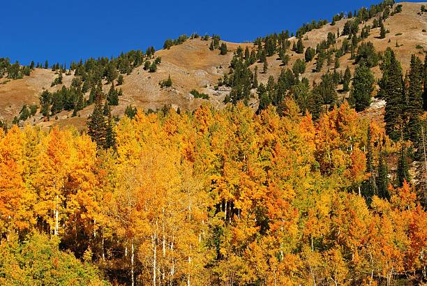 istock Colorful Autumn Mountain Foliage 614449120