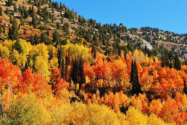istock Colorful Autumn Mountain Foliage 614449190