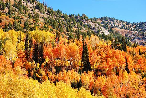 istock Colorful Autumn Mountain Foliage 614449618