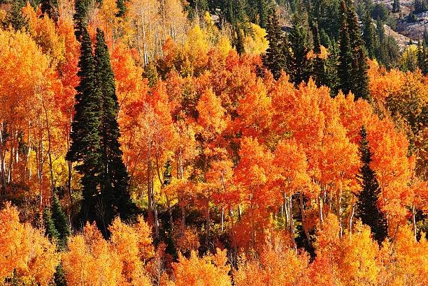 istock Colorful Autumn Mountain Foliage 614449684