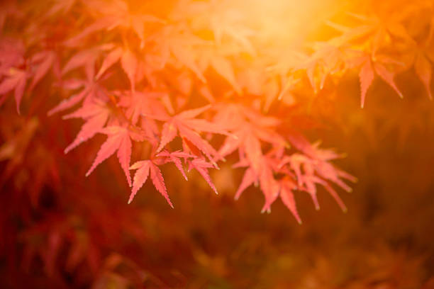 istock Autumn Leaves of Japanese Maple 614449776