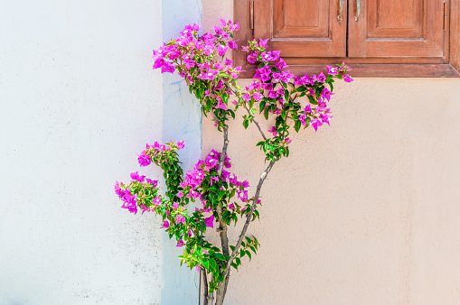 Flowers in Santorini, Greece