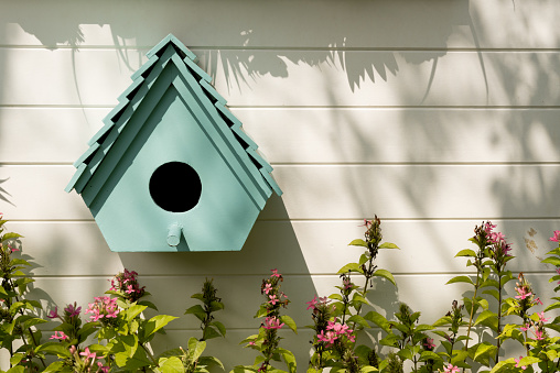 A baby house wrens peeking out from  a birdhouse in a garden. There are actually six babies inside! Shot with a Canon 5D Marl IV.
