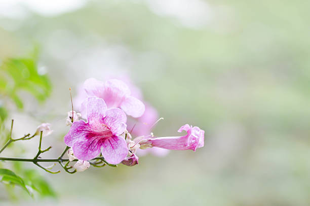 зимбабве лианы, розовая труба виноградной лозы или труба лозы (podranea ricasoliana) - podranea ricasoliana стоковые фото и изображения