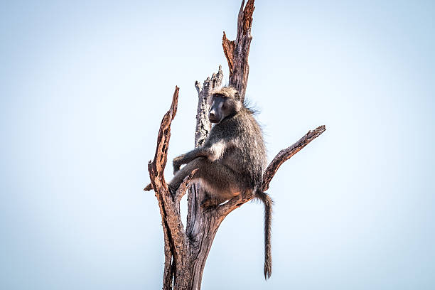 babuíno sentado em uma árvore morta. - rainforest monkey dead animal horizontal - fotografias e filmes do acervo