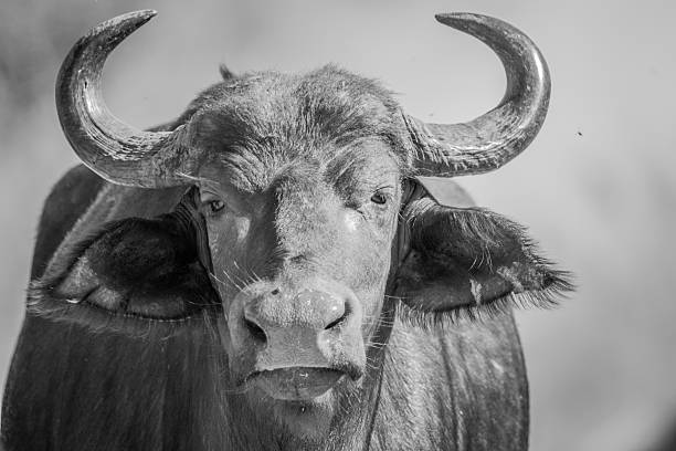 istock Starring African Buffalo in black and white. 614494312