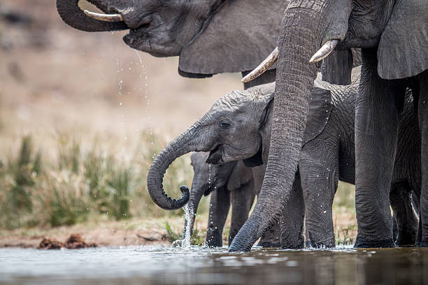 drinking herd of elephants. - kruger national park national park southern africa africa imagens e fotografias de stock