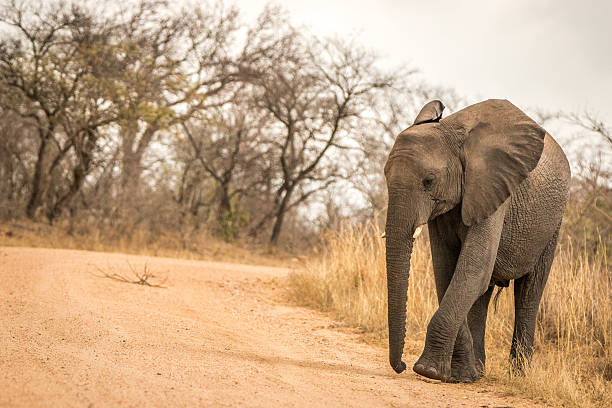 istock An Elephant walking on the road. 614494550