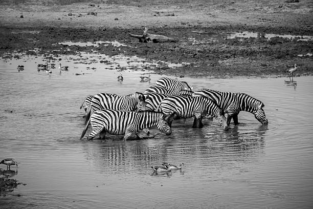 istock Group of Zebras walking through the water. 614494610