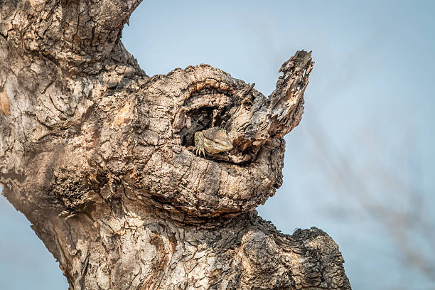istock Rock monitor in a tree. 614494836