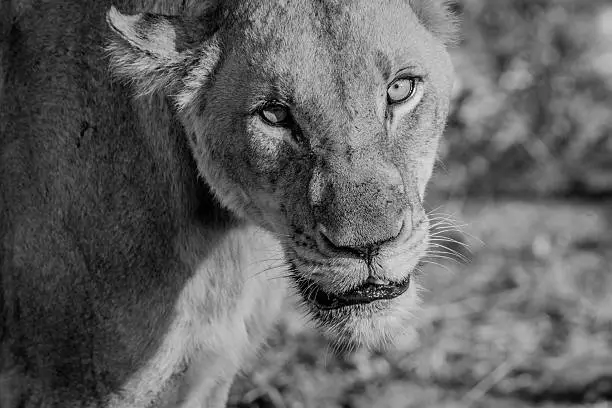 Photo of Starring Lioness in black and white.