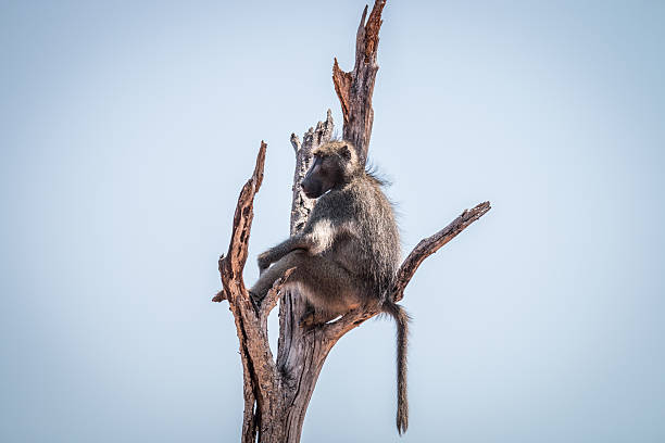 babuíno sentado em uma árvore morta. - rainforest monkey dead animal horizontal - fotografias e filmes do acervo