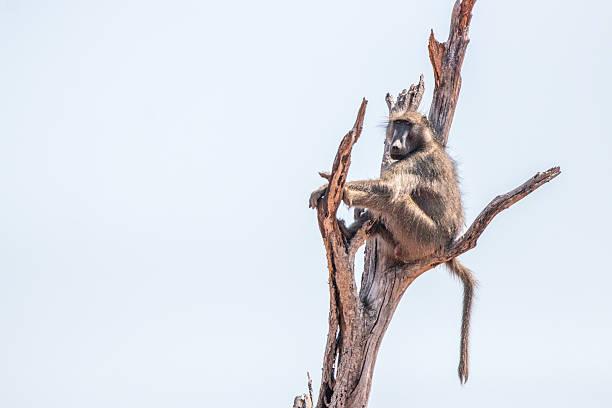 babuíno sentado em uma árvore morta. - rainforest monkey dead animal horizontal - fotografias e filmes do acervo