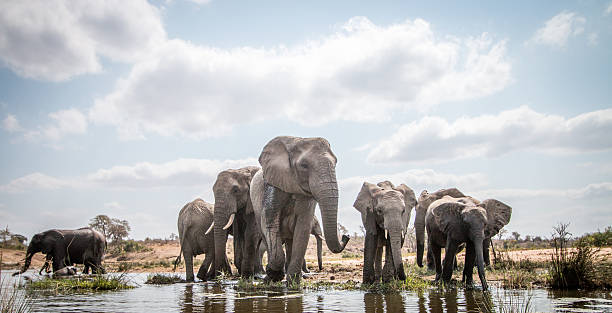 drinking herd of elephants. - kruger national park national park southern africa africa imagens e fotografias de stock