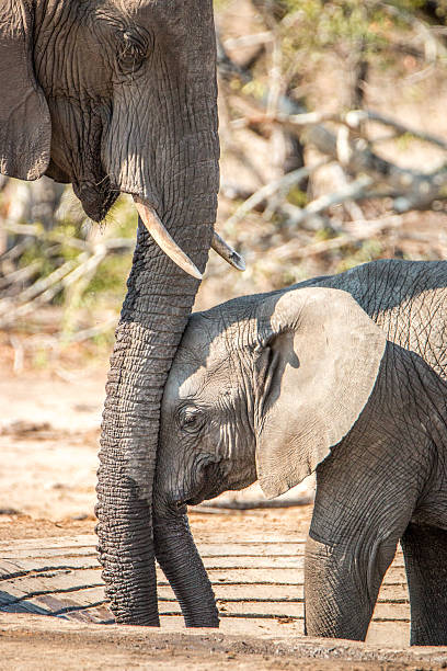 istock Baby Elephant leaning against mothers trunk. 614495434
