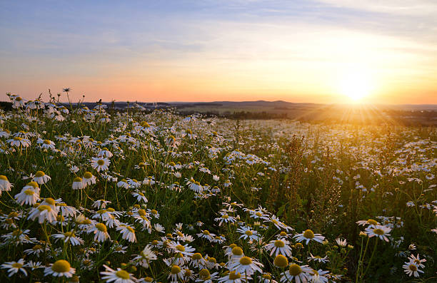 istock Field of marguerites 614495824