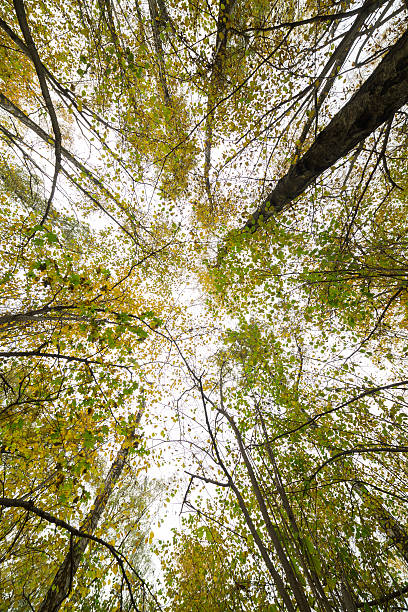 istock Looking to the sky trough the tree 614496550