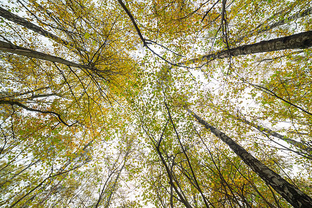 istock Looking to the sky trough the tree 614496644