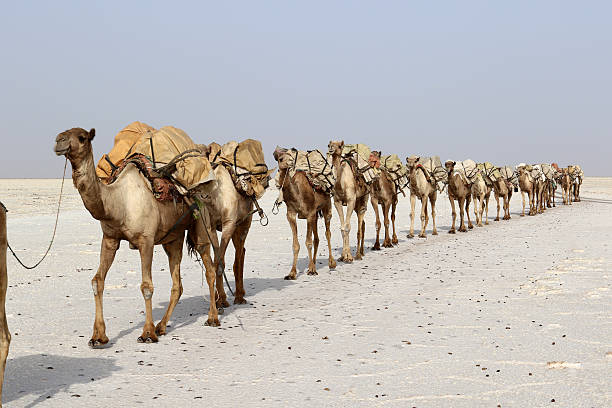 Camels caravan carrying salt in Africa's Danakil Desert, Ethiopia Camels caravan carrying salt in Africa's Danakil Desert, Ethiopia camel train stock pictures, royalty-free photos & images