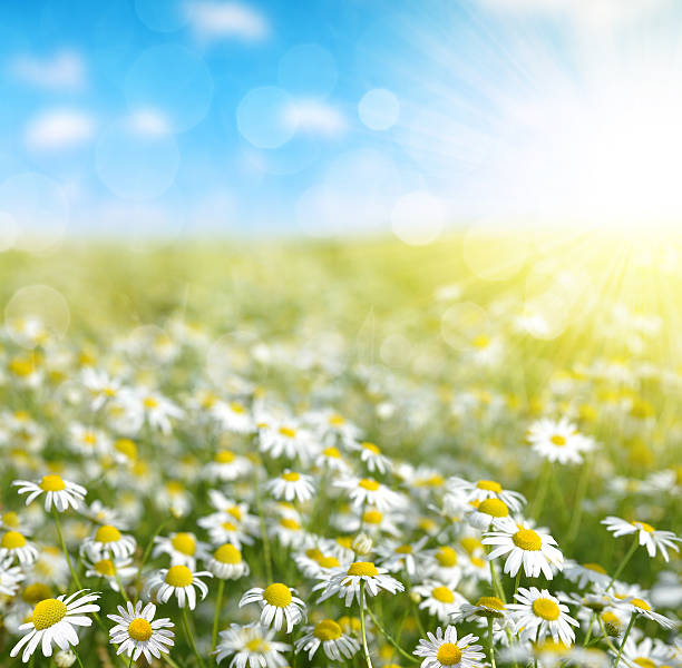istock Field of marguerites 614498872