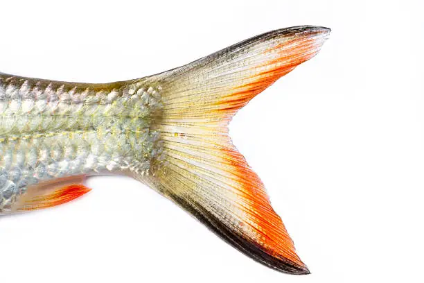 Photo of tail fish