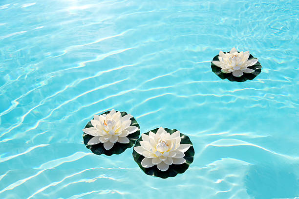 tre ninfee bianche o fiori di loto sull'acqua - water lily swimming pool health spa water foto e immagini stock