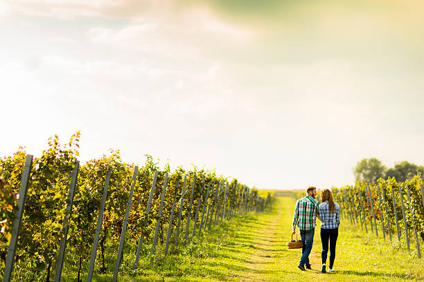 Young couple in vineyard stock photo