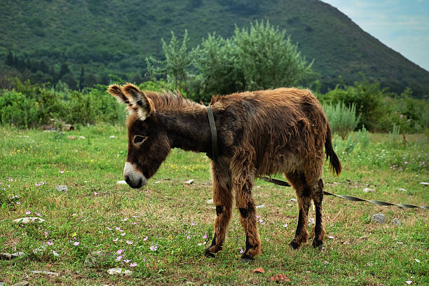 istock Young donkey in the glassland 614501442