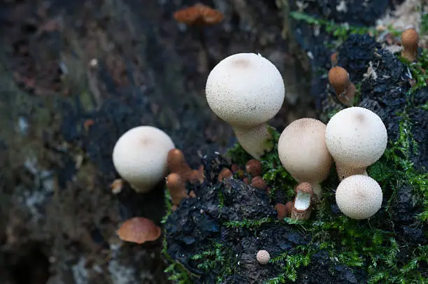 Puffball mushrooms on a stump - Lycoperdon pyriforme in a moss