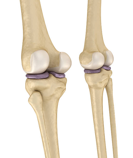 anatomia stawu kolanowego. medycznie dokładna ilustracja 3d . - x ray human knee orthopedic equipment human bone zdjęcia i obrazy z banku zdjęć