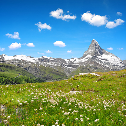 Views of the mountain Matterhorn with cottongrass on meadow in the foreground, Pennine alps in Switzerland.