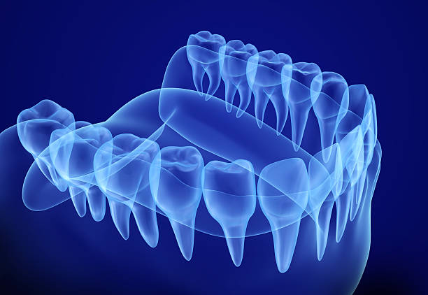Mouth gum and teeth xray view. Mouth gum and teeth xray view. Medically accurate tooth 3D illustration human mouth stock pictures, royalty-free photos & images