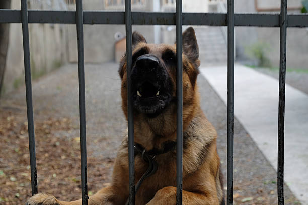 istock Barking dog by the fence 614502986