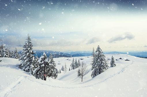 Spruce Tree Forest Covered by Snow in Winter Landscape