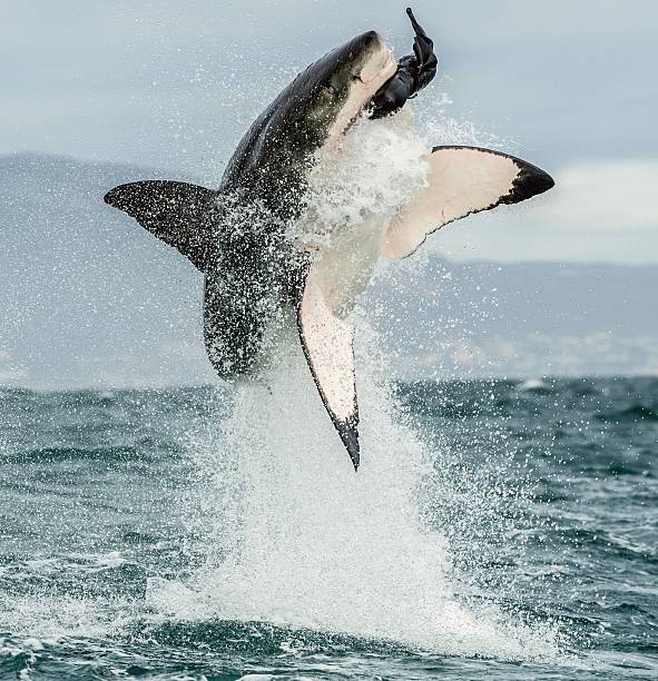 Great White Shark Great White Shark (Carcharodon carcharias) breaching in an attack. Hunting of a Great White Shark (Carcharodon carcharias). South Africa animals breaching photos stock pictures, royalty-free photos & images