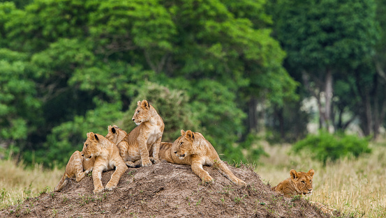 Lion cubs laying together waiting for mother. East African lion ( Panthera leo nubica )